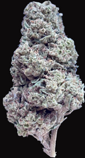 BB Skittles THCA flower