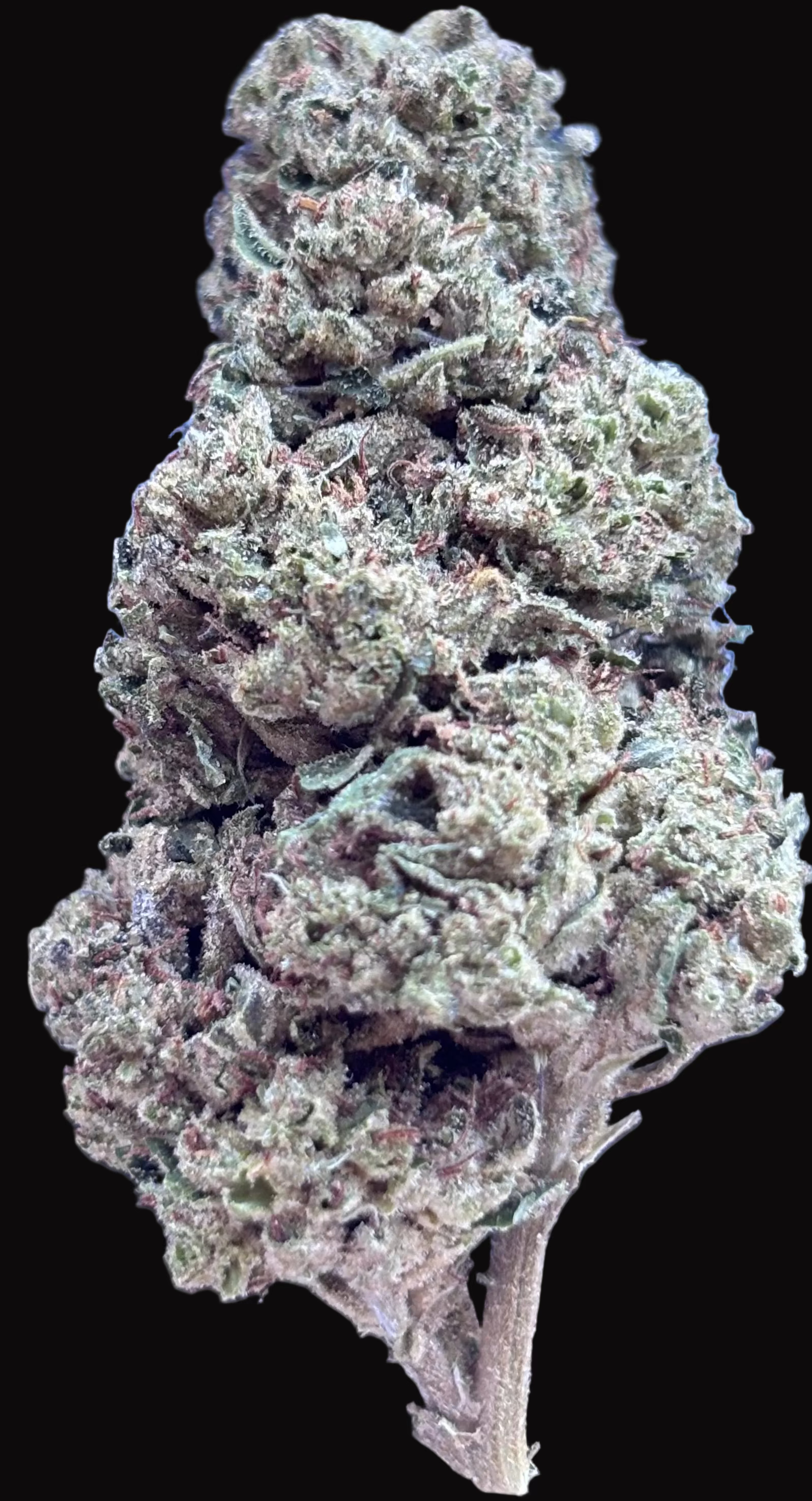 BB Skittles THCA flower